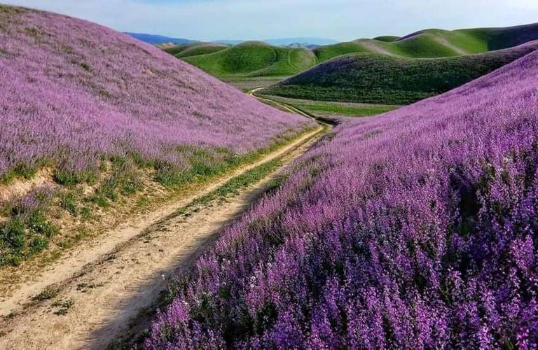 Day trip to Purple field